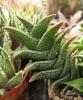 Haworthia nigra