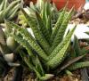 Haworthia marginata x nigra