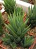 Haworthia glauca