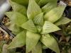 Haworthia retusa  v. longibracteata