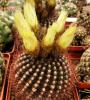 Notocactus fuscus