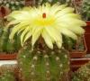 Notocactus ottonis black sp