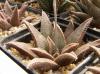 Haworthia koelmaniorum