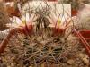 Mammillaria johnstonii  v. sancarlensis