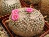 Mammillaria perbella