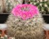 Mammillaria bravoae