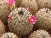 Mammillaria haageana v. schmollii FO-235