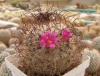 Mammillaria huitzilopochtli  v. niduliformis