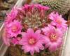 Mammillaria zeilmanniana