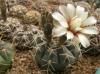 Gymnocalycium sp LB 1011