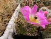 Echinocereus blanckii