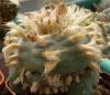 Lophophora williamsii