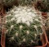 Gymnocactus knuthianus