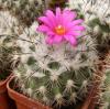 Gymnocactus viereckii  v. neglectus L1159