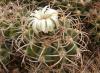 Gymnocalycium castellanosii