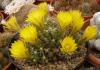 Mammillaria/Dolichothele  longimamma