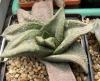 Gasteria brevifolia x armstrongii