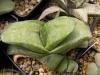 Gasteria ernstii-rushii x armstrongii