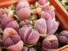 Lithops optica cv Rubra