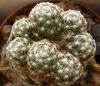 Mammillaria  saboae