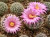 Mammillaria wrightii  v. wilcoxii