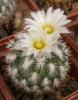 Gymnocactus viereckii v. major L730