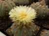 Astrophytum asterias