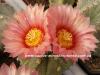 Astrophytum CAPAS  cv pink fl