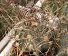 Astrophytum capricorne