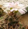 Gymnocalycium horridispinum