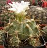 Gymnocalycium griseopallidum