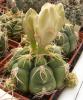 Gymnocalycium denudatum