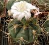 Gymnocalycium depressum