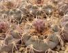 Gymnocalycium ferrarii