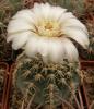 Gymnocalycium quehlianum v. albispinum