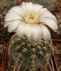 Gymnocalycium quehlianum v. albispinum