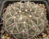 Gymnocalycium riojense  v. pipanacoense  LB 1269