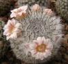 Mammillaria chionocephala Rog188 1pkt