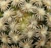 Mammillaria hernandezii FO-023