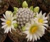 Mammillaria hernandezii v. albiflora RARE!