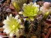 Echinocereus  davisii