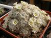 Mammillaria schiedeana v. plumosa