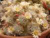 Mammillaria prolifera Bexar Co