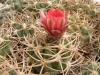 Gymnocalycium carminanthum  pink fl