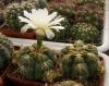 Gymnocalycium  denudatum