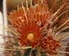 Glandulicactus wrightii JM100 orange fl