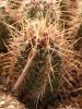 Thelocactus bicolor v. tricolor