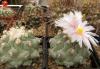 Thelocactus rinconensis v. phymatothelos