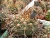 Gymnocalycium moserianum