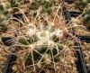 Coryphantha scheeri  v. valida SB138